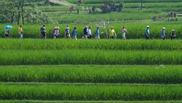 The Local-Expat Synergy: How Kedungu is Redefining Community Integration in Bali
