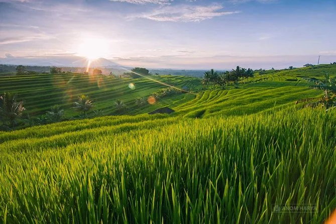 Architectural Strategies for Rice Field-Facing Villas in Seminyak