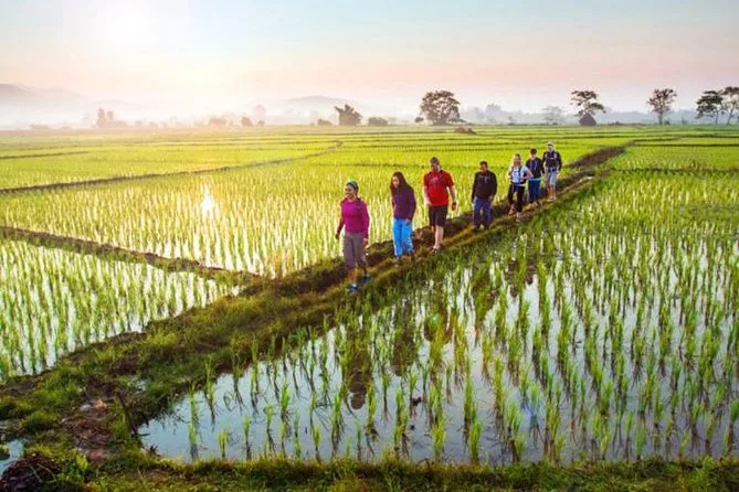 Managing Environmental Factors in Seminyak's Rice Field Properties