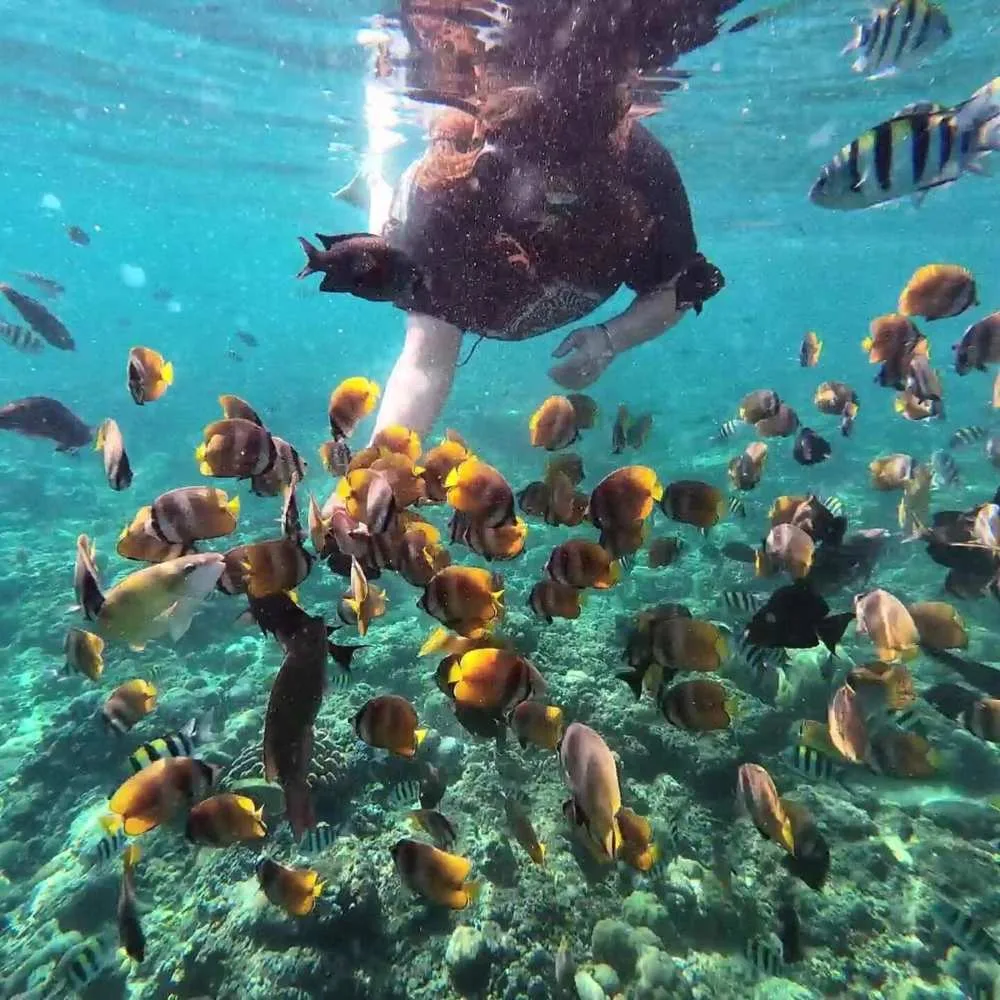 Investing in Eco-Luxury Along Jemeluk Bay's Marine-Rich Coastline