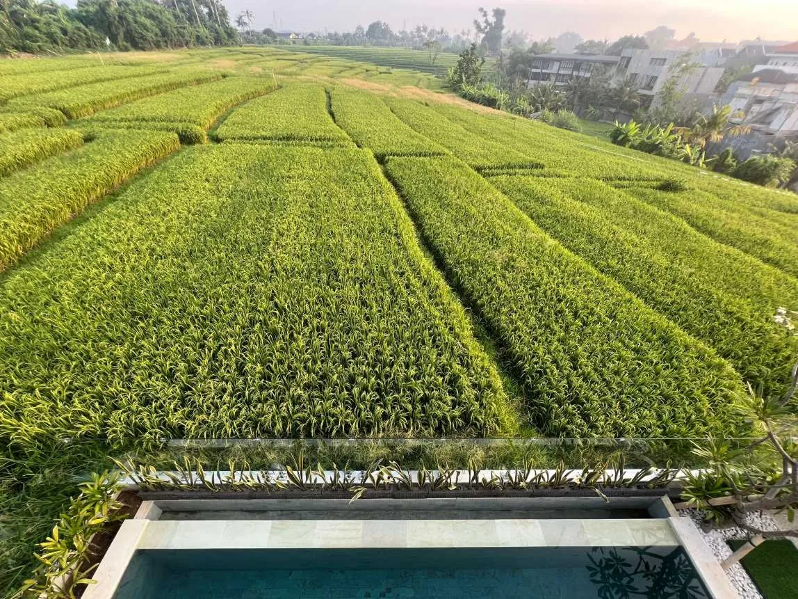2 Bedroom Modern Tropical Villa for Yearly Rent in Buduk with Rice Field Views